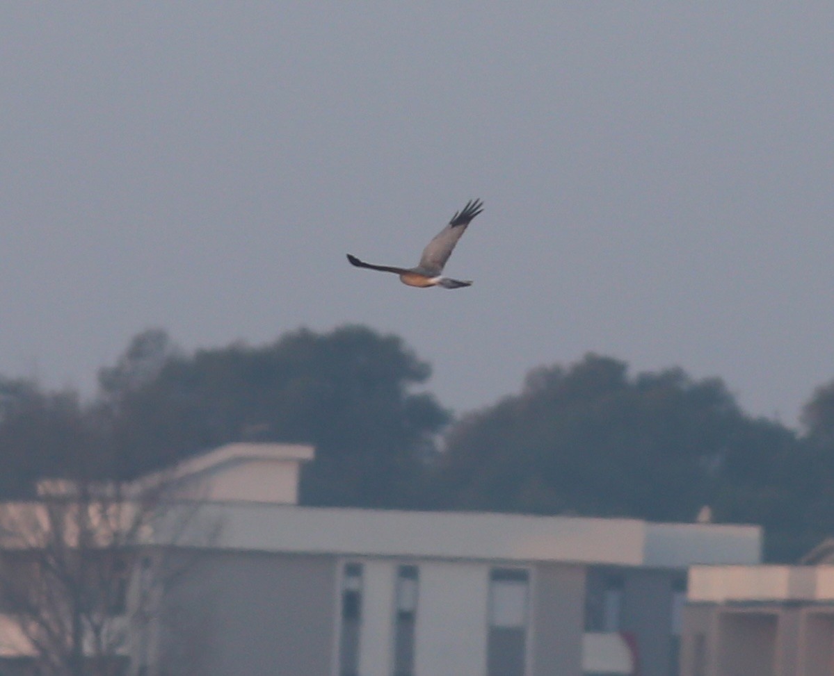 Hen Harrier - ML647348885