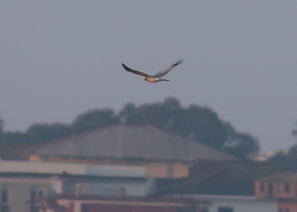 Hen Harrier - ML647348886