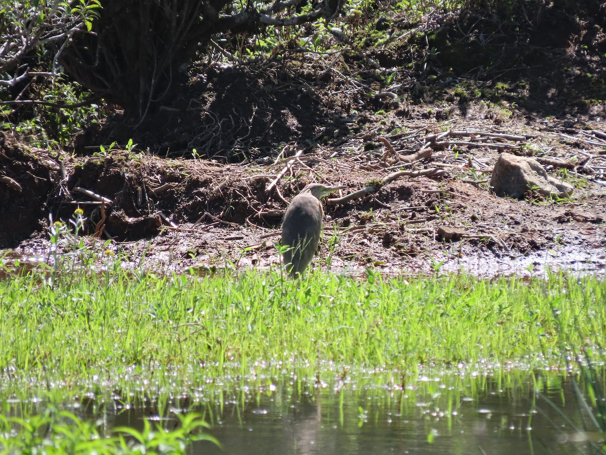 Indian Pond-Heron - ML647348887