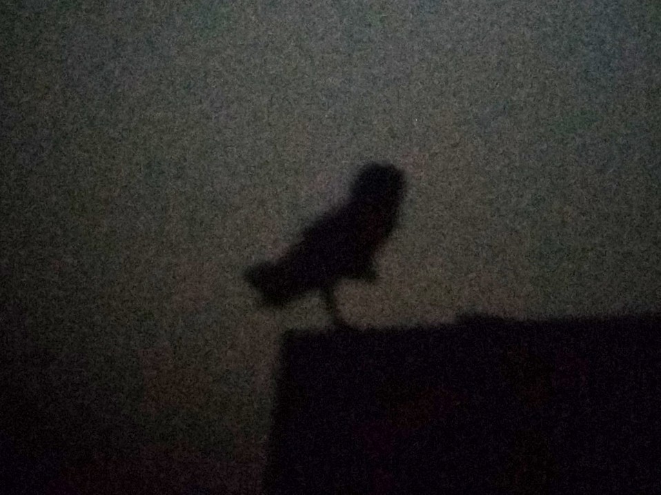 Eastern Barn Owl - ML647348888