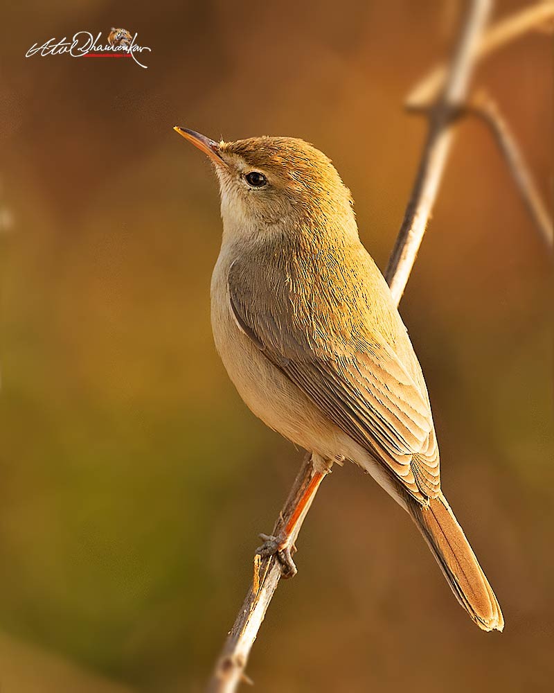 Blyth's Reed Warbler - ML647348890