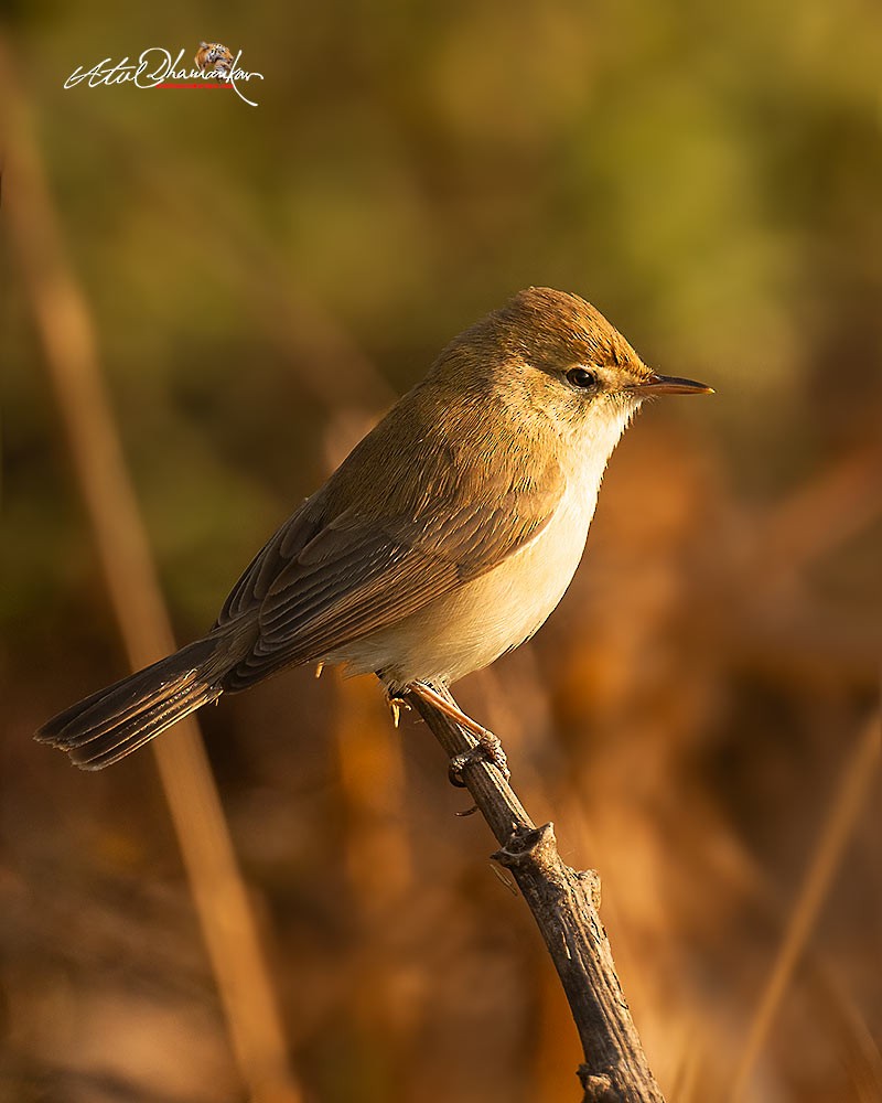 Blyth's Reed Warbler - ML647348891