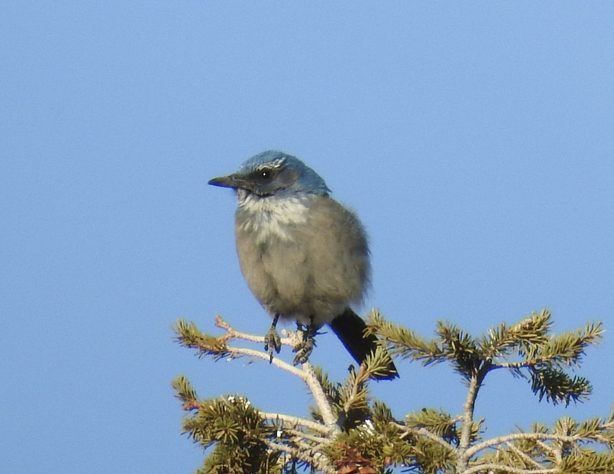 Woodhouse's Scrub-Jay - ML647348892