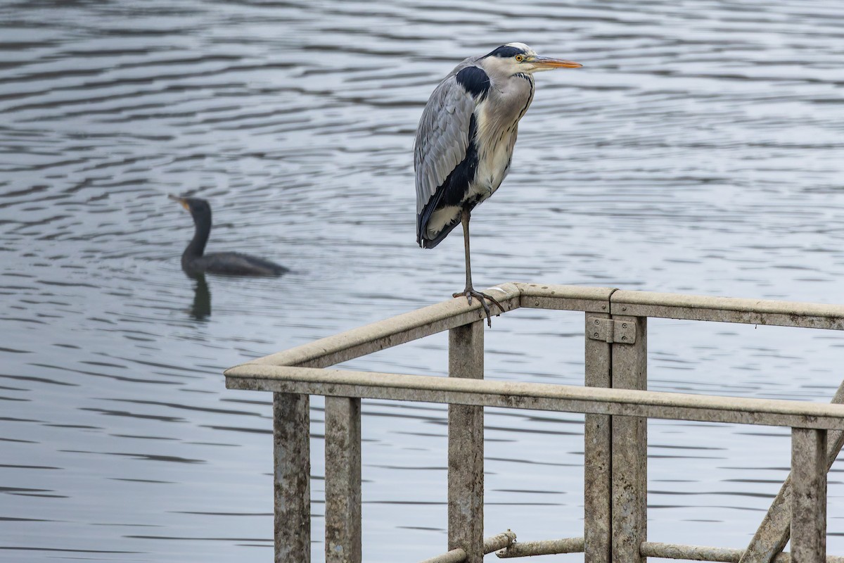 Gray Heron - ML647348893