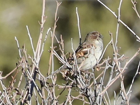 House Sparrow - ML647348895