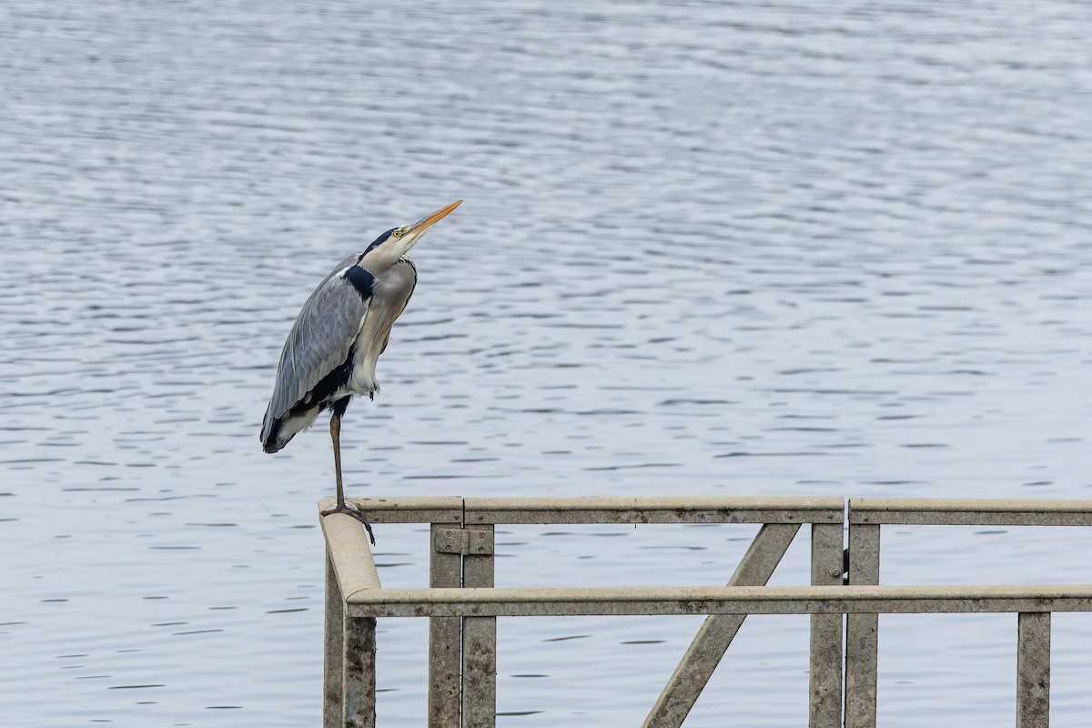 Gray Heron - ML647348896