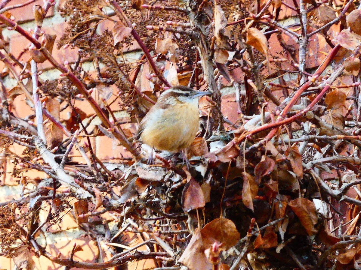 Carolina Wren - ML647348897