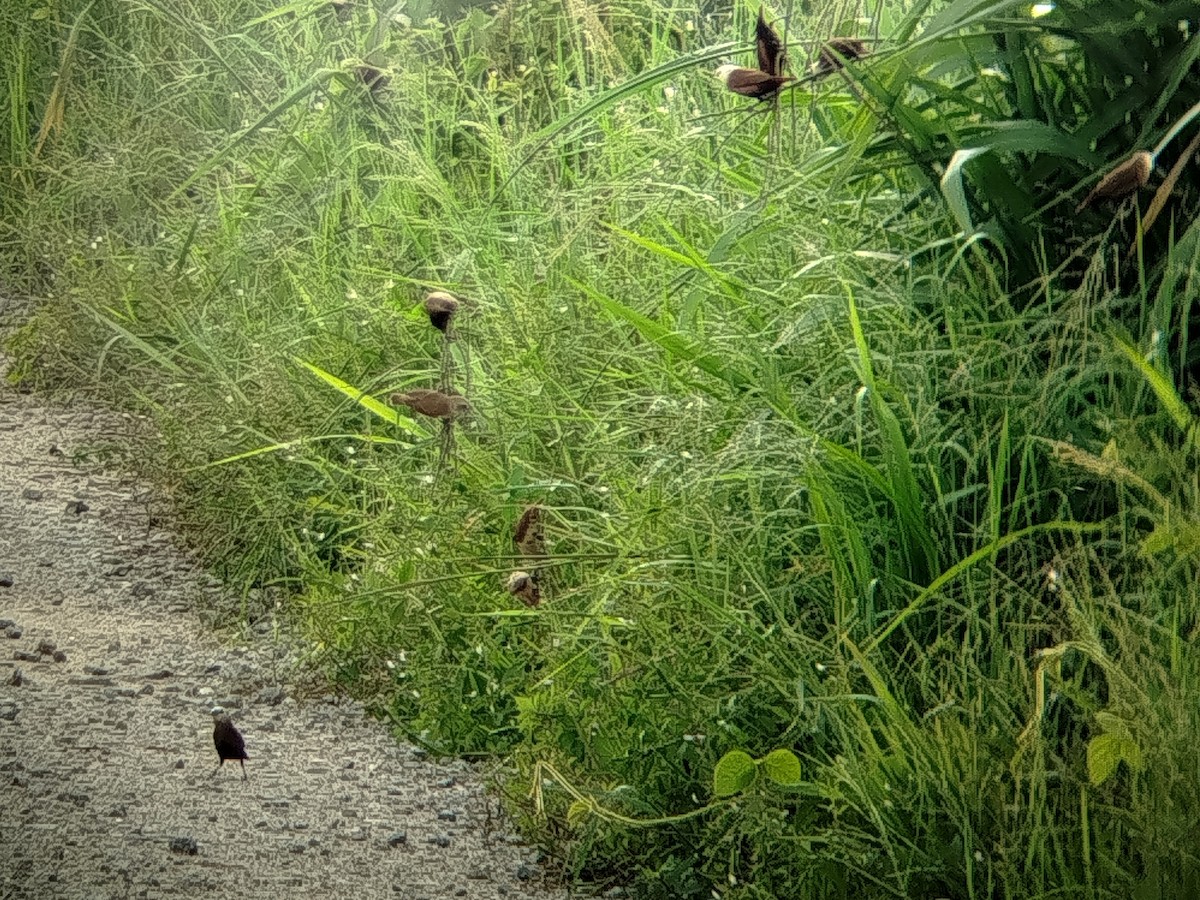 White-headed Munia - ML647348898