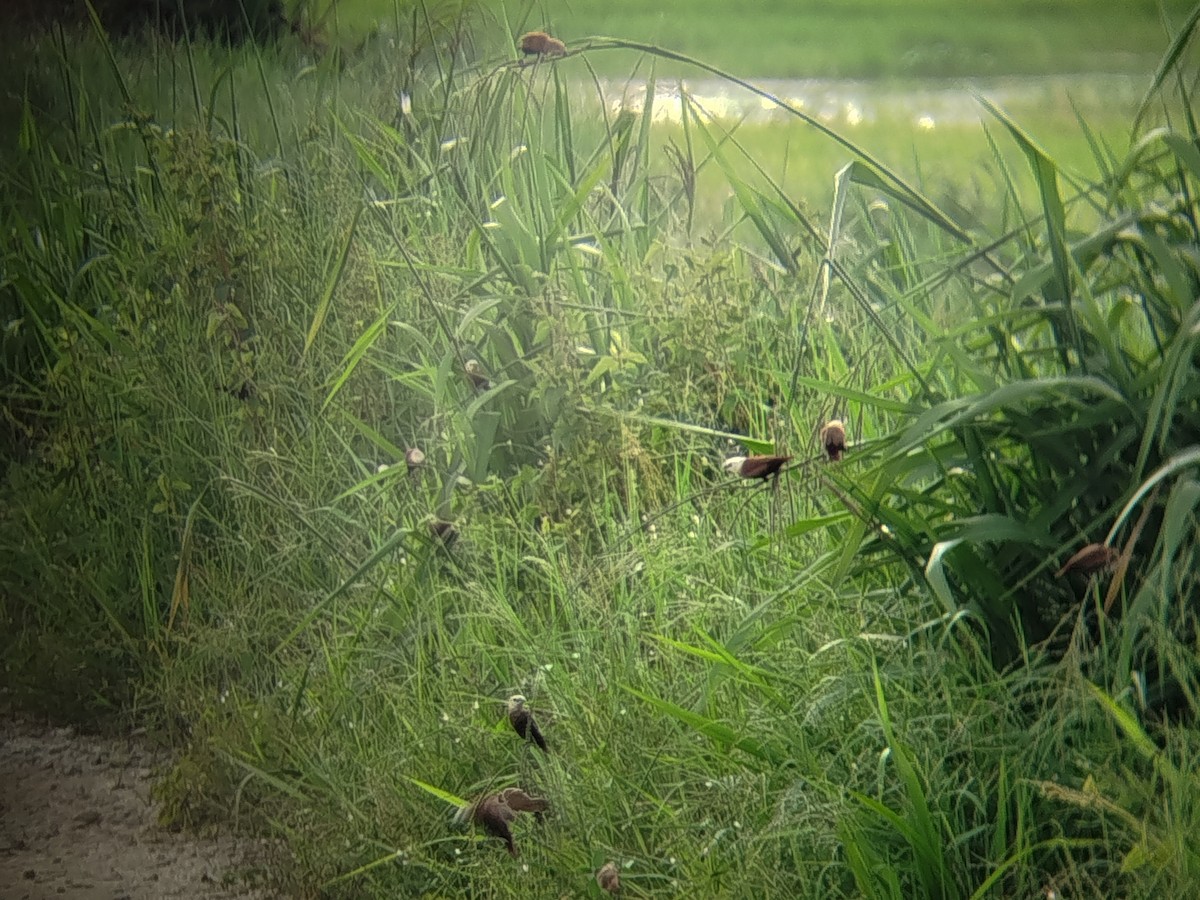 White-headed Munia - ML647348899