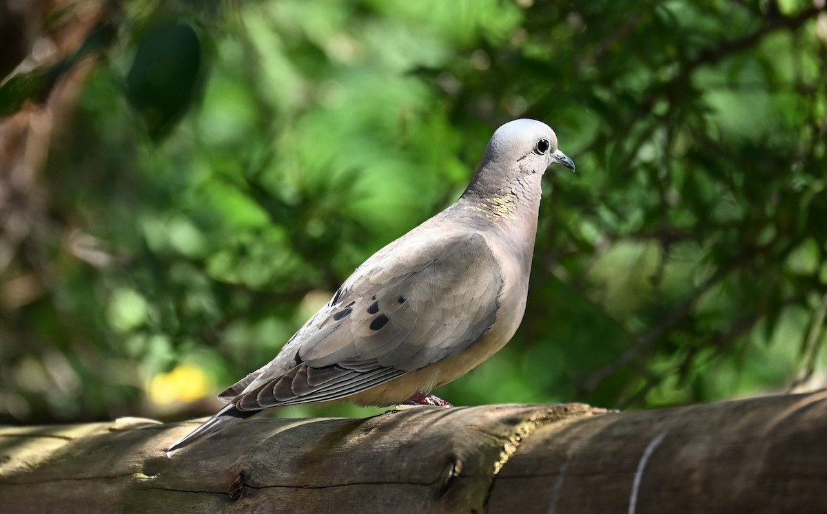 Eared Dove - ML647348903