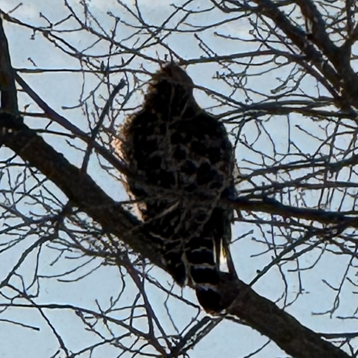 Red-tailed Hawk - ML647348906