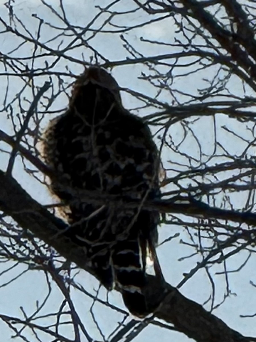 Red-tailed Hawk - ML647348907