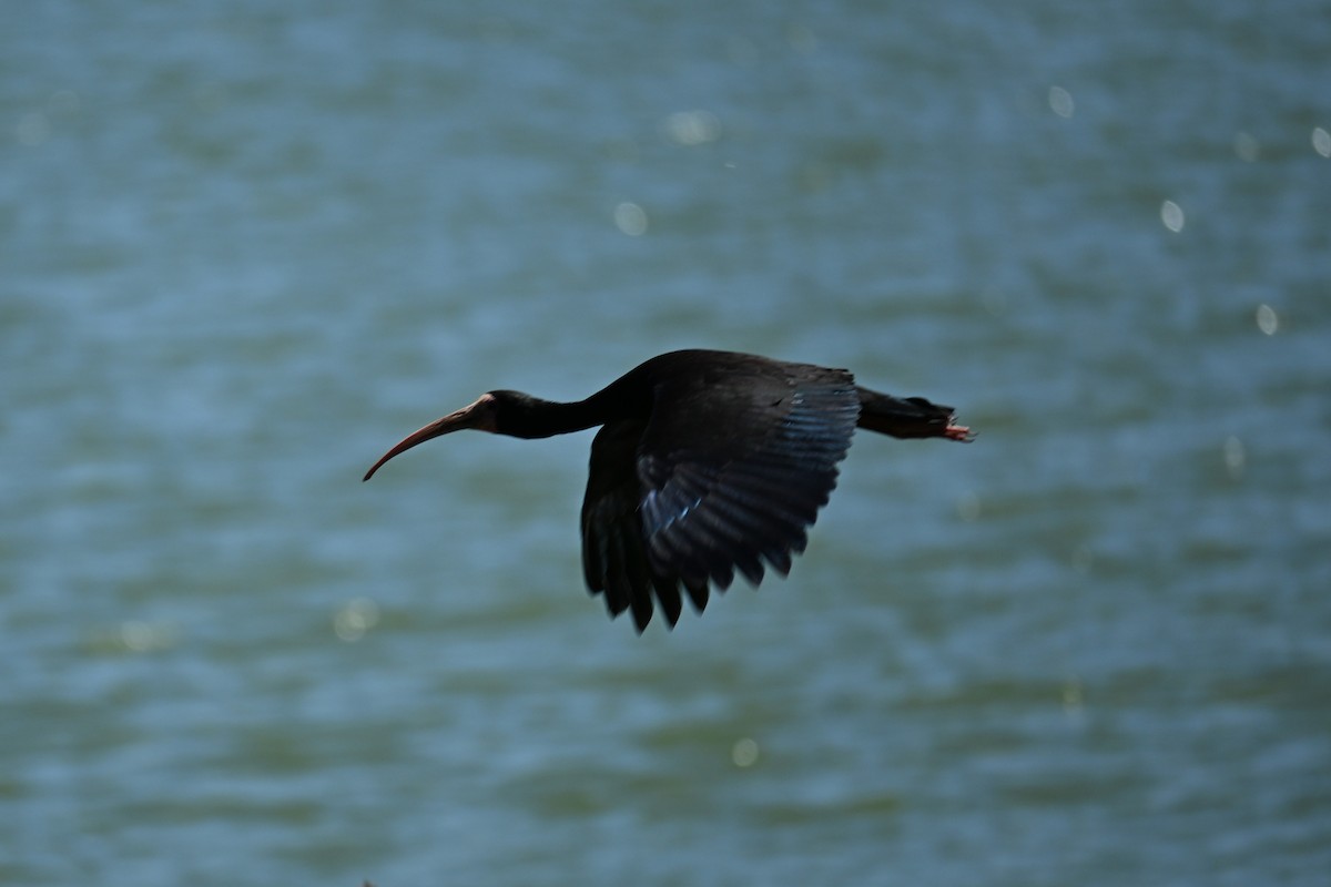 Bare-faced Ibis - ML647348908