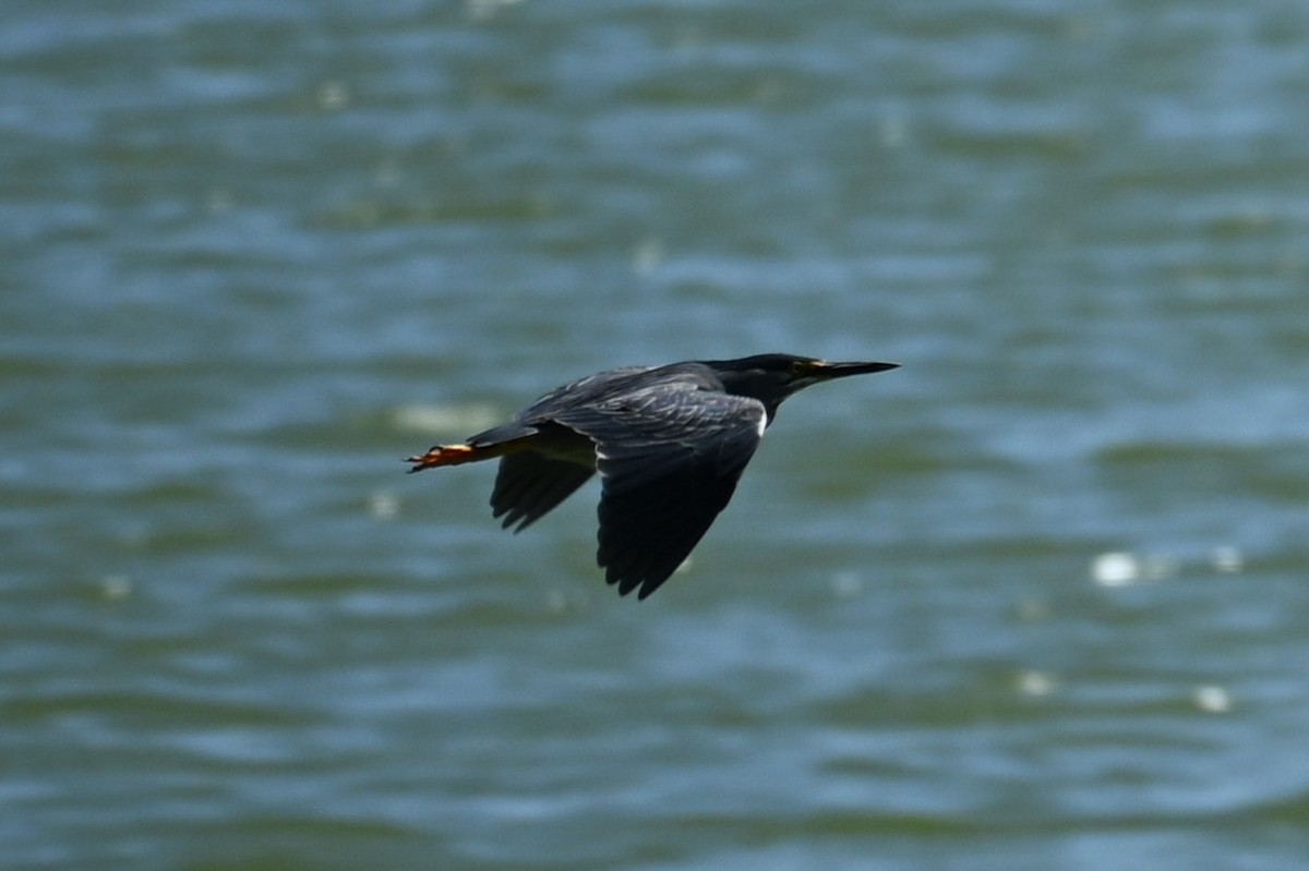 Striated Heron - ML647348914