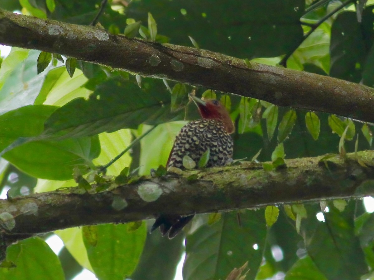 Cinnamon Woodpecker - ML647348922