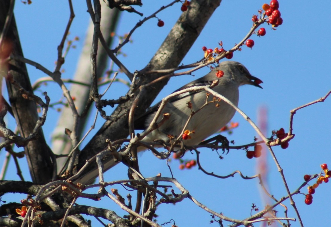 Northern Mockingbird - ML647348923