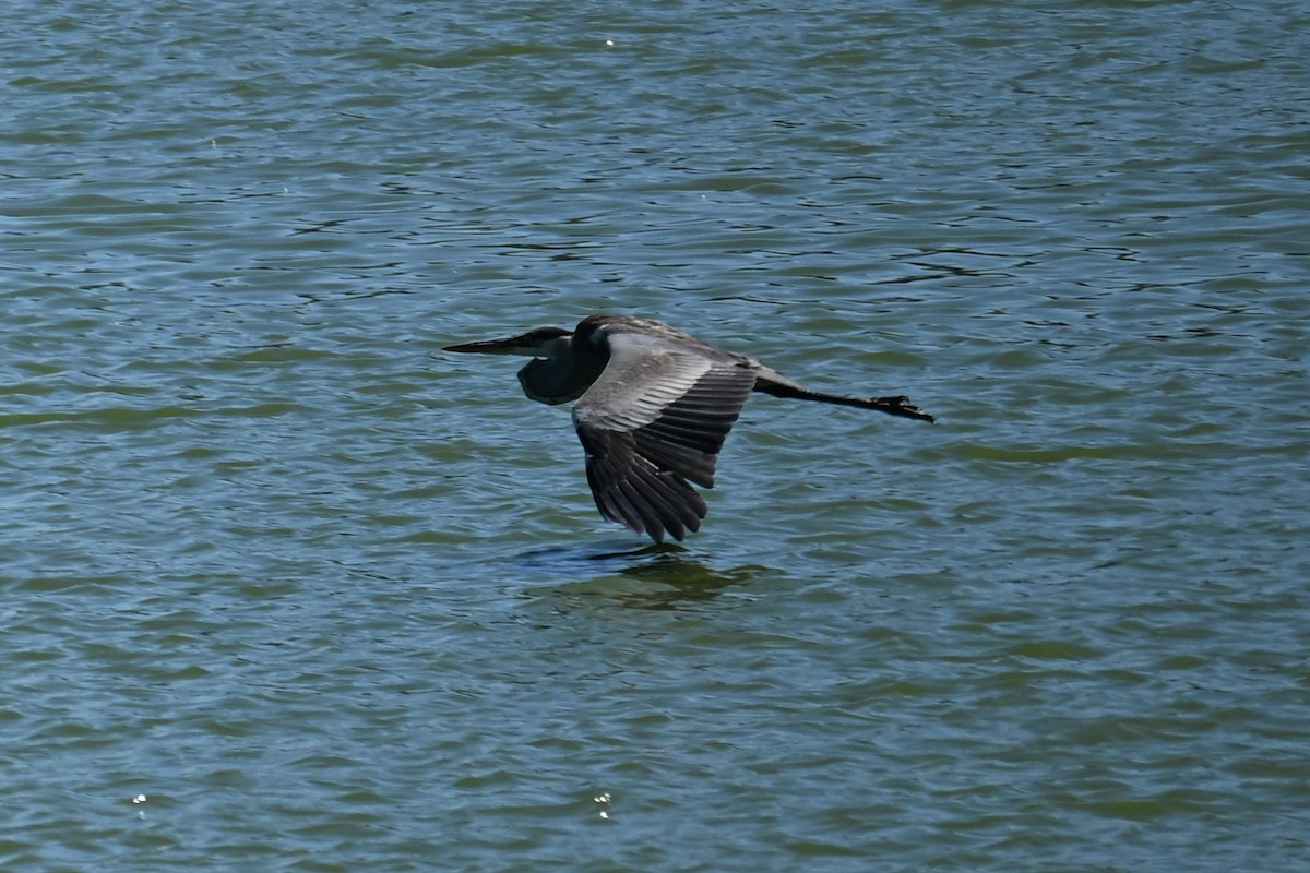 Cocoi Heron - ML647348929