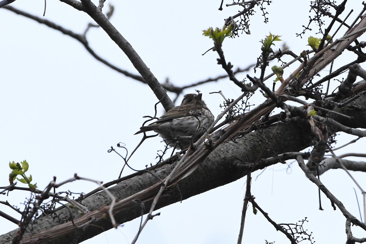 Purple Finch - ML647348933