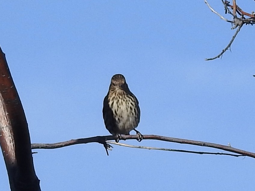 Pine Siskin - ML647348934