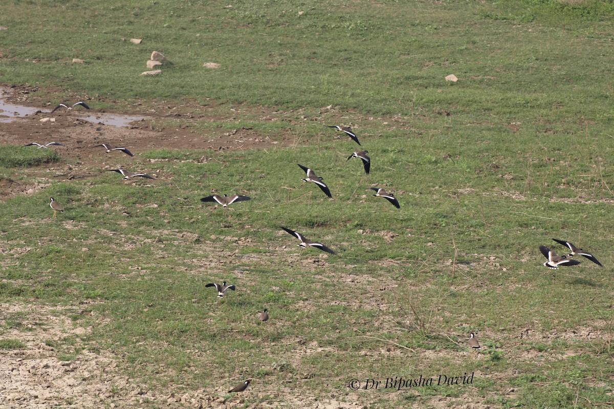 Red-wattled Lapwing - ML647348936