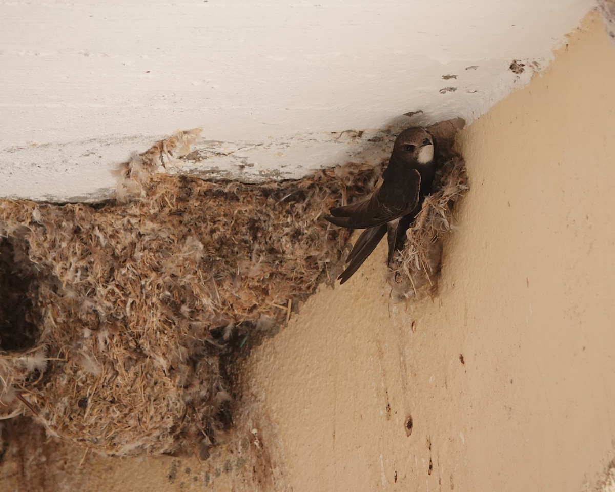 Little Swift - ML647348937