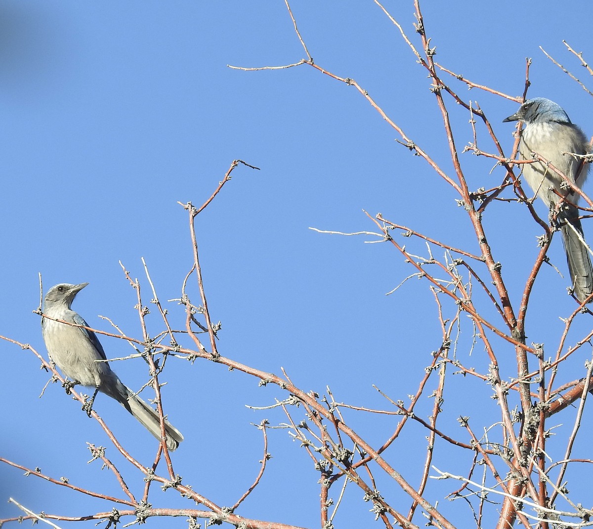 Woodhouse's Scrub-Jay - ML647348939