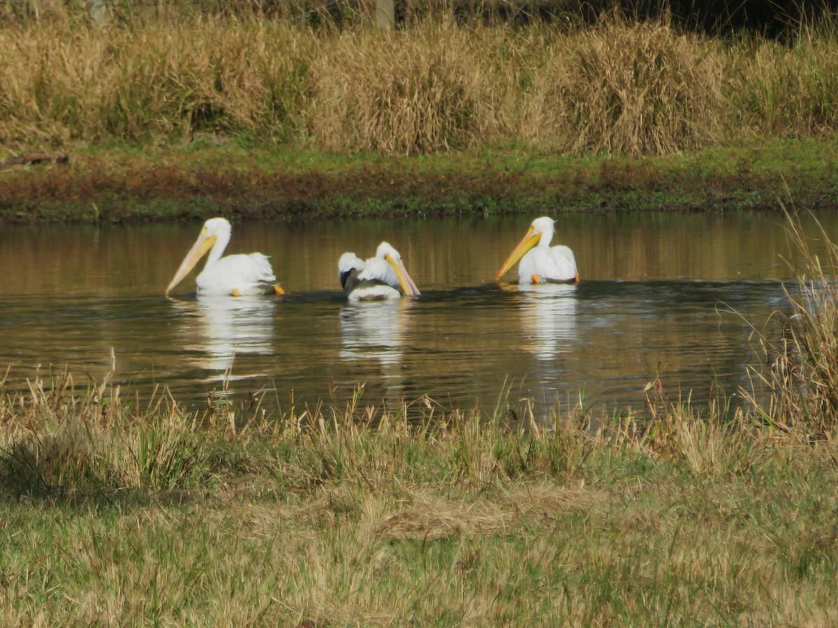 American White Pelican - ML647348940