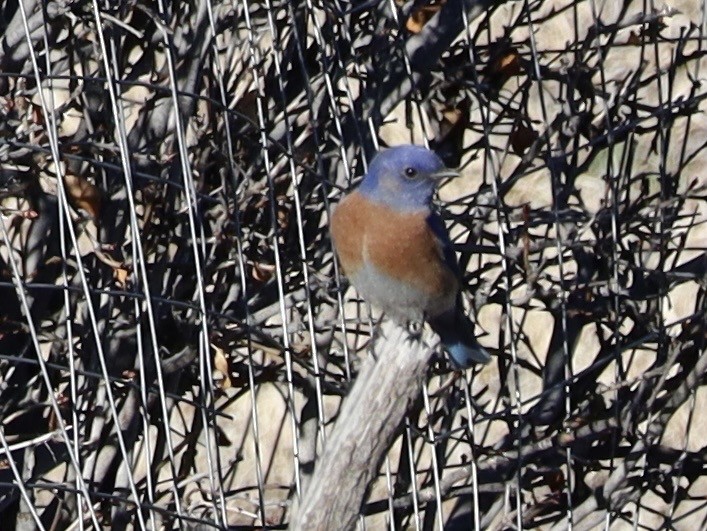 Western Bluebird - ML647348941