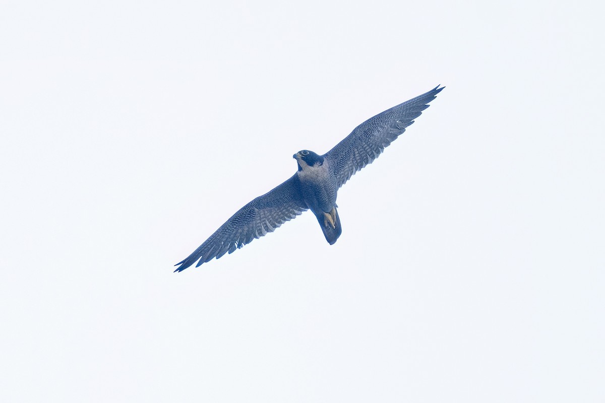 Peregrine Falcon - ML647348942
