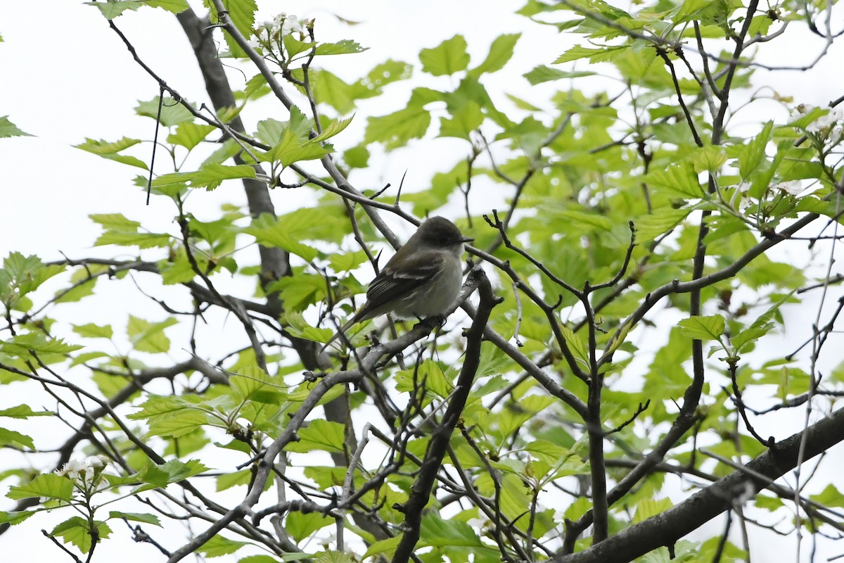 Least Flycatcher - ML647348943