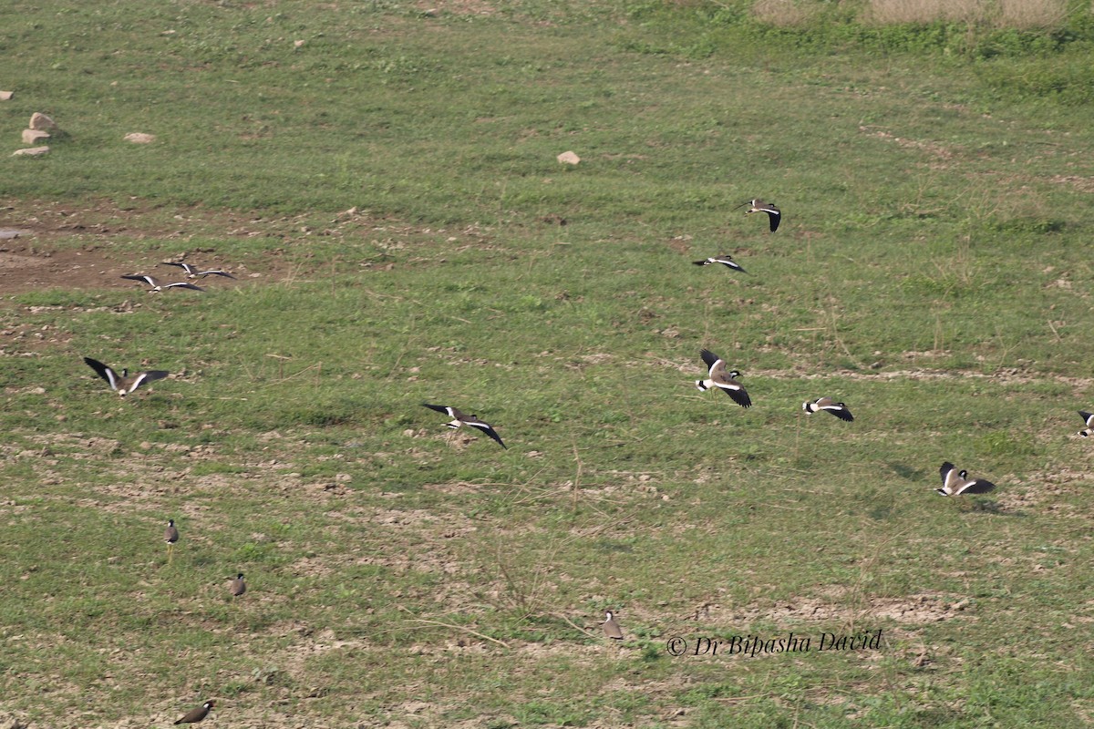 Red-wattled Lapwing - ML647348945