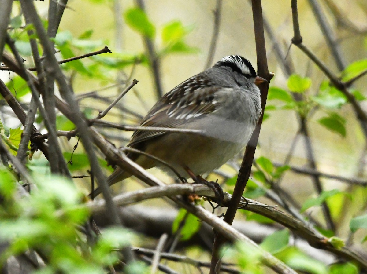White-crowned Sparrow - ML647348946