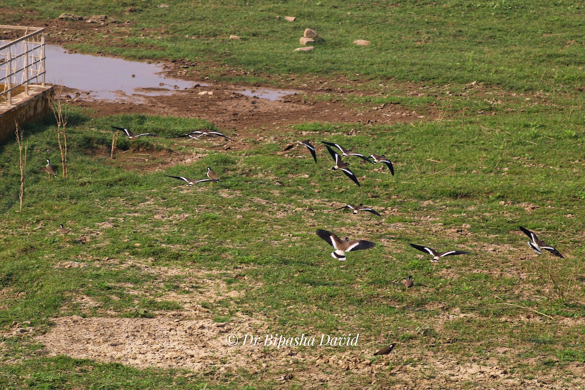 Red-wattled Lapwing - ML647348947