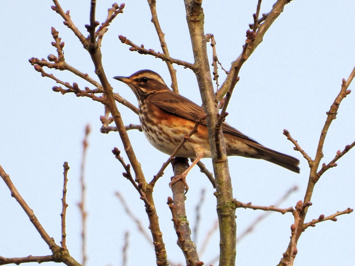 Redwing - ML647348948