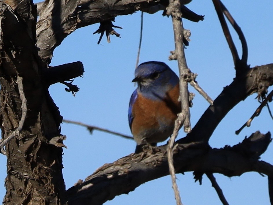 Western Bluebird - ML647348949