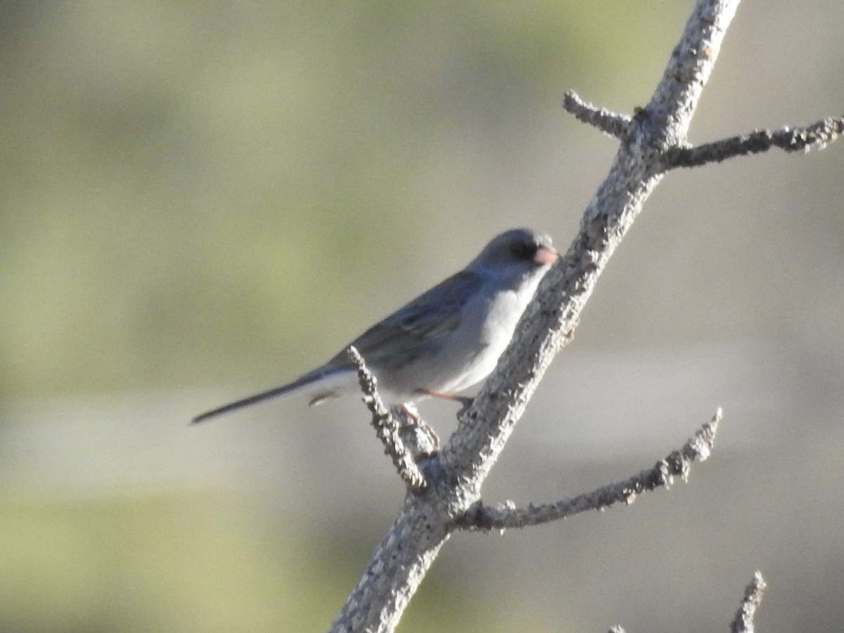 Dark-eyed Junco - ML647348952