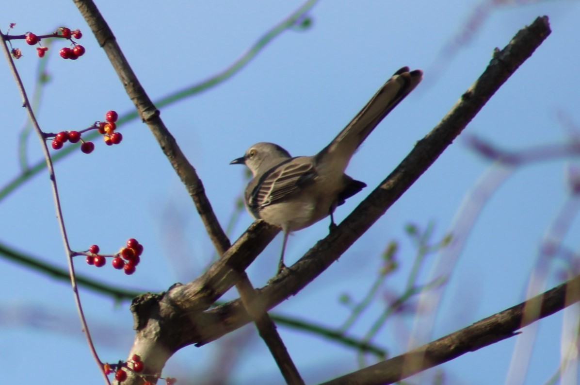 Northern Mockingbird - ML647348955