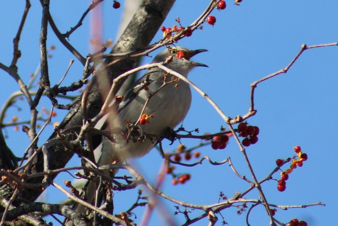 Northern Mockingbird - ML647348956