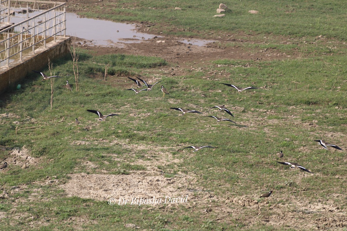 Red-wattled Lapwing - ML647348957