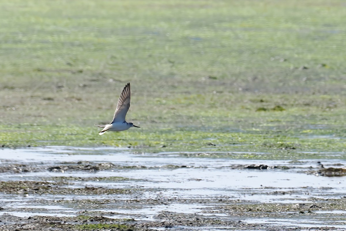 Nordmann's Greenshank - ML647348979