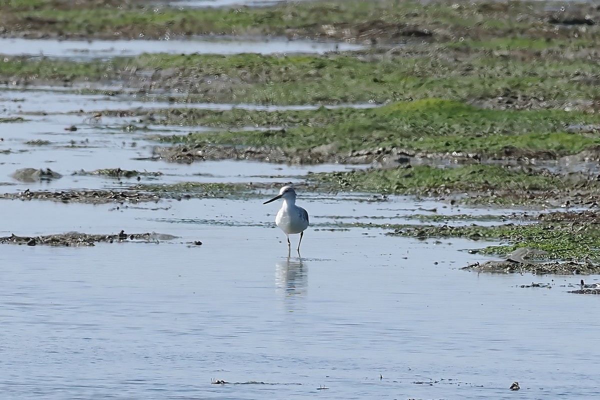 Nordmann's Greenshank - ML647348980