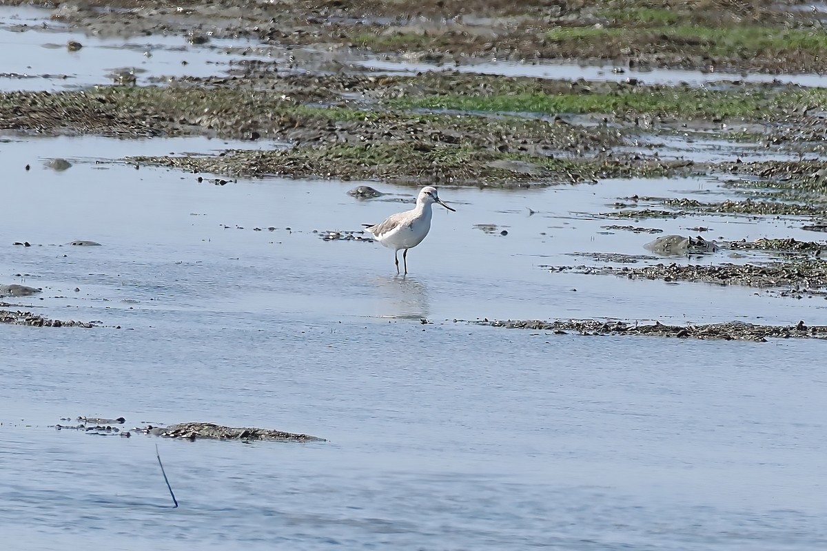Nordmann's Greenshank - ML647348981