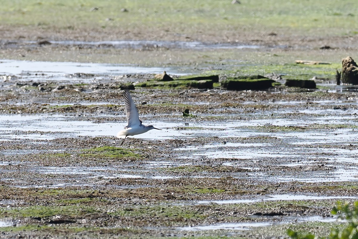 Nordmann's Greenshank - ML647348982
