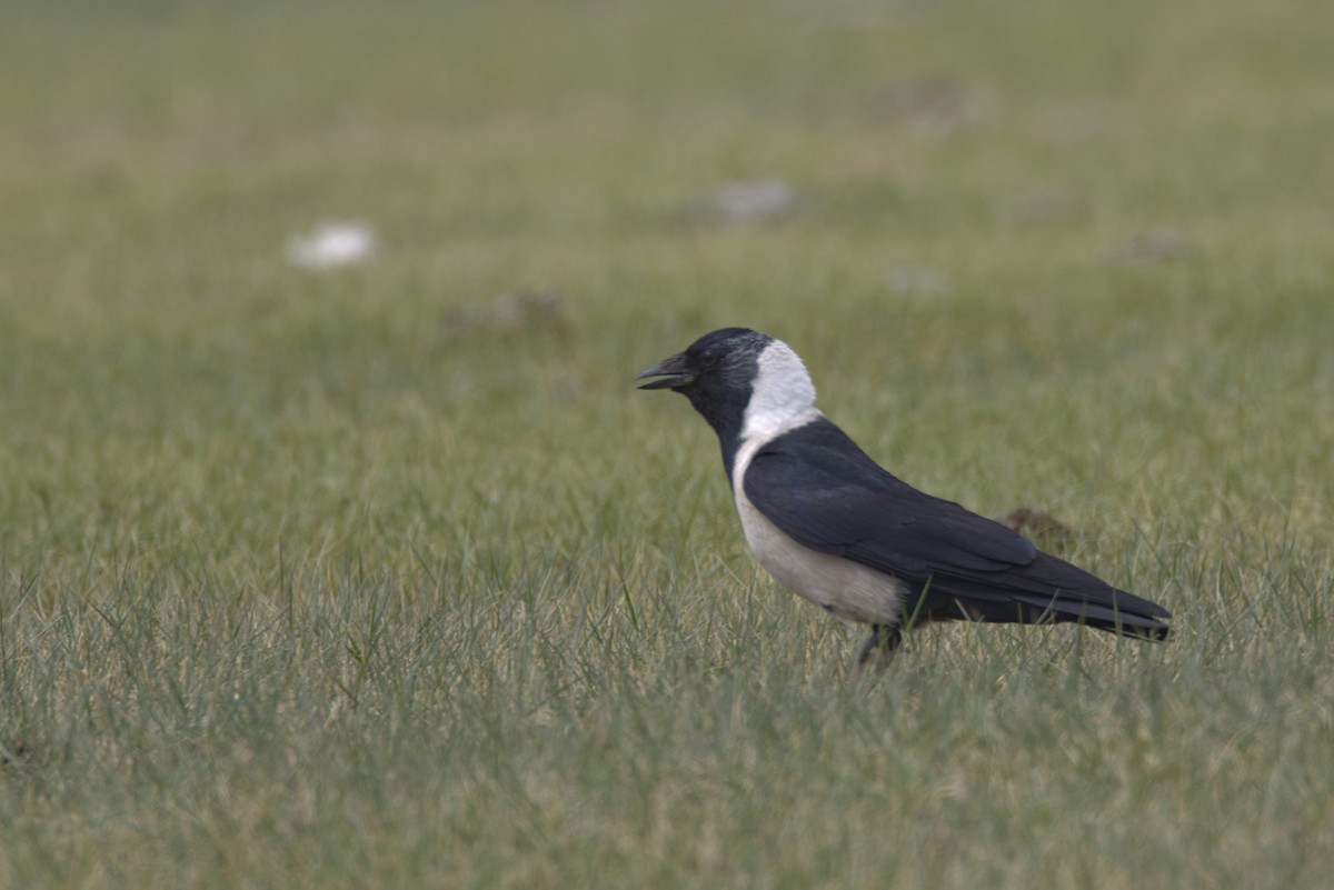 Daurian Jackdaw - ML647348983