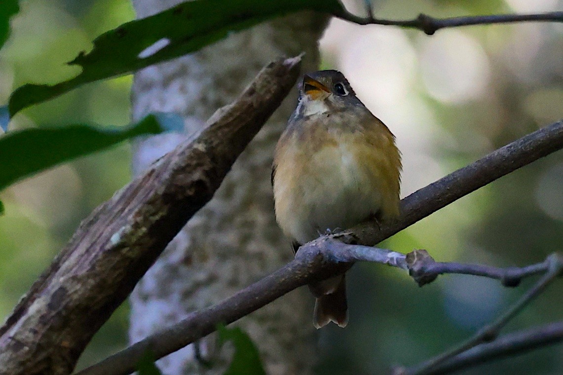 Ferruginous Flycatcher - ML647348990
