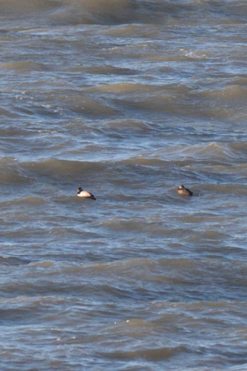 Amerika Kara Ördeği - ML647349002