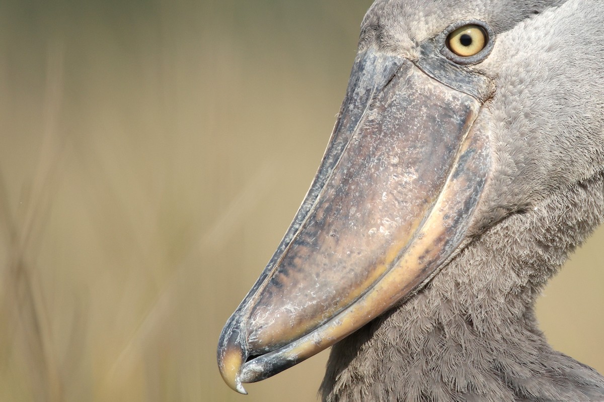 Китоголов - ML647349003