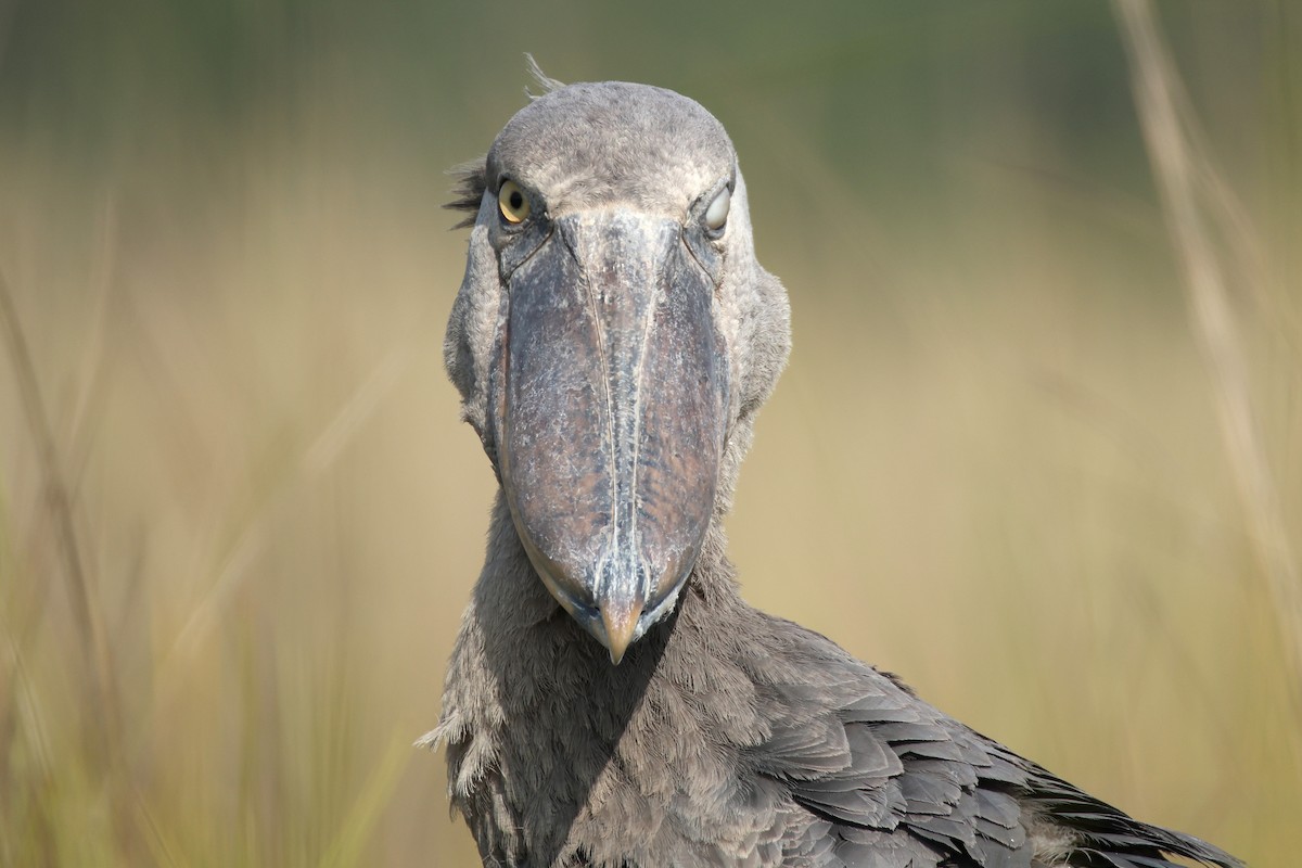 Китоголов - ML647349004