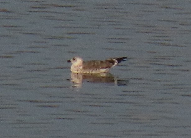 Lesser Black-backed Gull - ML647349008