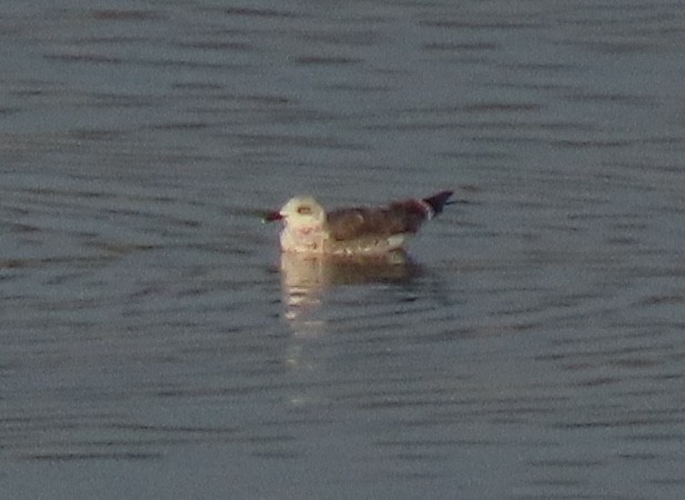 Lesser Black-backed Gull - ML647349009